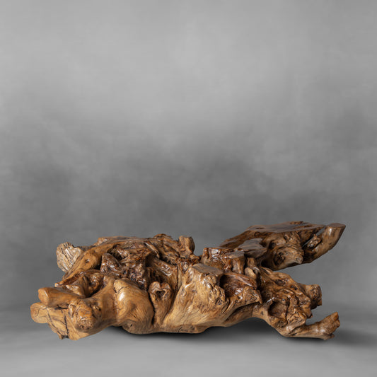 Roots, unique piece of art in alamo root, center table