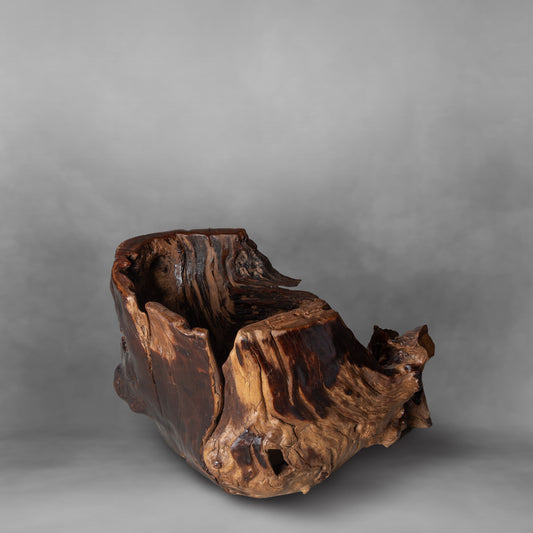 Resilience, striking alamo root artwork, coffee table