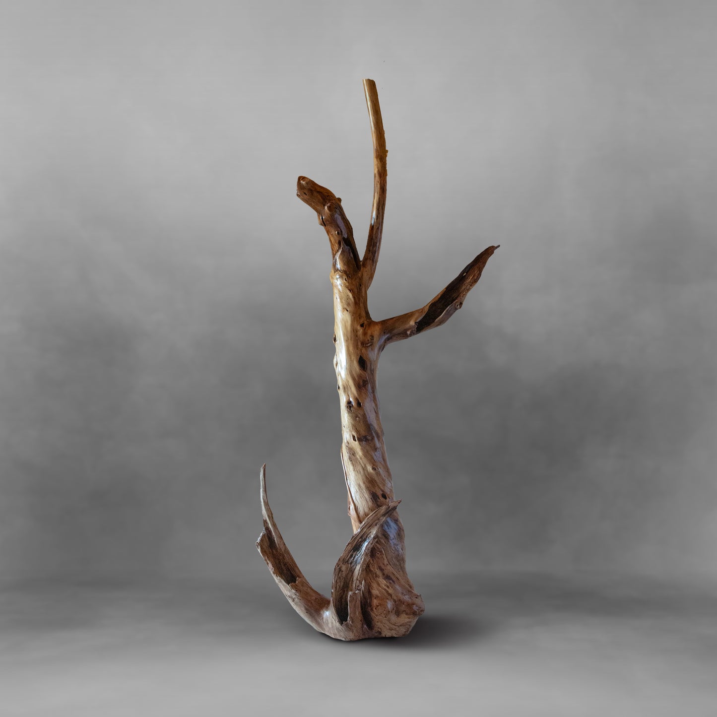 Tree Dancer, unique piece of art: Alamo wood