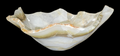Timeless Elegant...Onyx